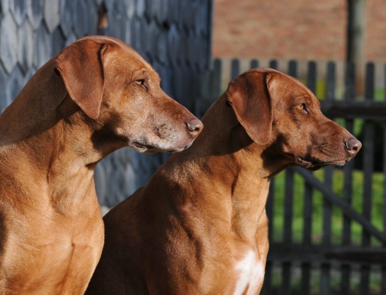 Chocolate Rodesian Ridgeback Hot Chocolate of Dao Phu Quoc - OF DAO PHU QUOC - Rhodesian Ridgeback ...