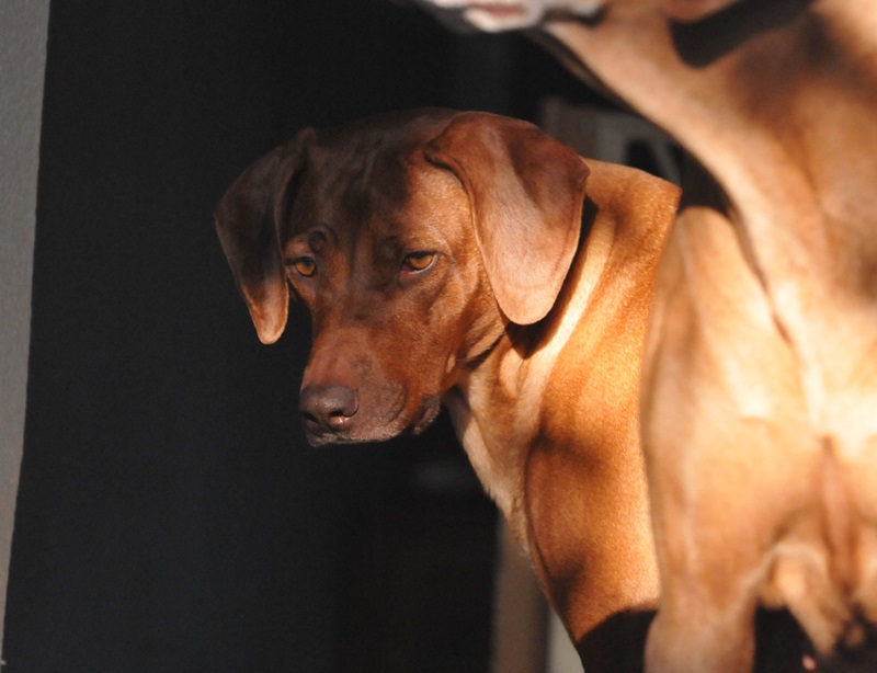 Hot Chocolate of Dao Phu Quoc - OF DAO PHU QUOC - Rhodesian Ridgeback ...